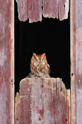Eastern Screech Owl (red phase)
