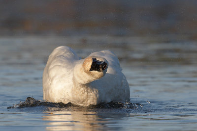 Trumpeter Swan