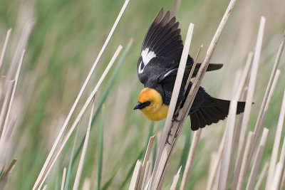 Yellow-Headed Blackbird