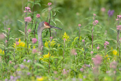 Sandhill Crane