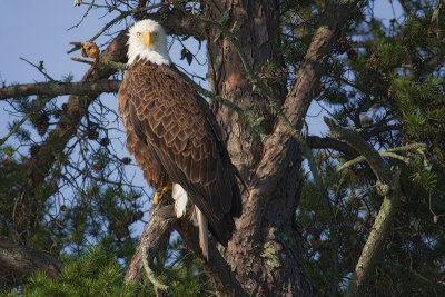 Bald Eagle Posing