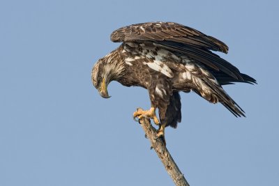 Bald Eagle- Juvenile