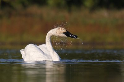 Trumpeter Swan