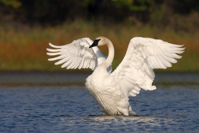 Trumpeter Swan