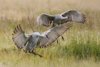 Sandhill Cranes