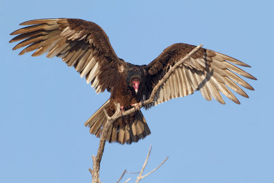 Turkey Vulture