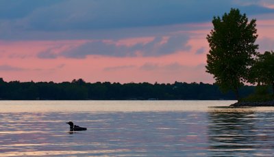 Loon with Chick at Sunset