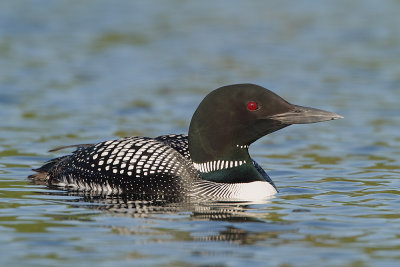 loon_9243web.jpg