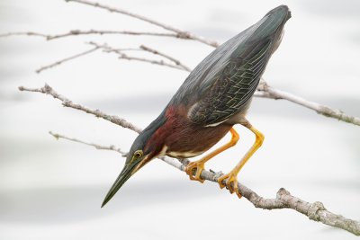 greenheron0038web.jpg
