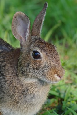 Bunny up close