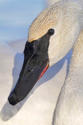 Trumpeter Swan