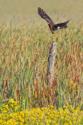 Northern Harrier