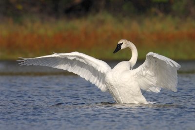 Trumpeter Swan