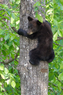 bear_cubAR4C5381.jpg