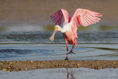 Roseate Spoonbill