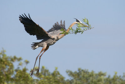 Great Blue Heron