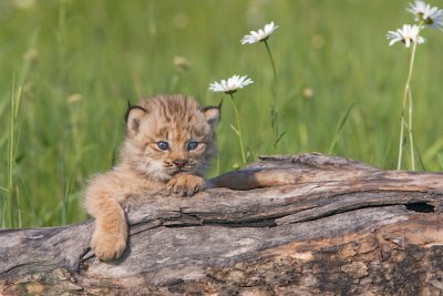 Baby Lynx