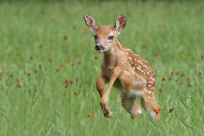 Fawn Leaping