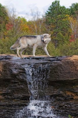 Timber Wolf