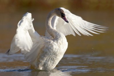 Trumpeter Swan