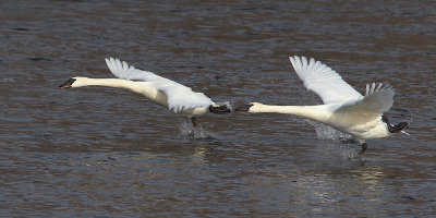 Trumpeter Swans