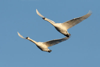 Trumpeter Swans