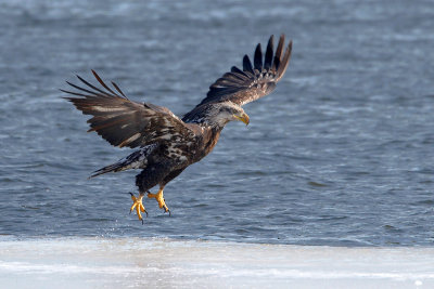 Juvenile Eagle