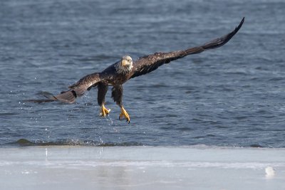 Juvenile Eagle with Snack