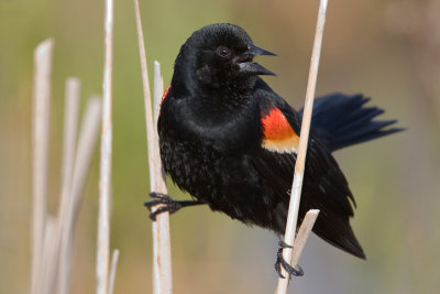 Red Winged Blackbird