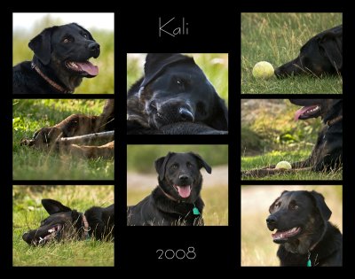 Kali-2008-collage-rev-1.jpg