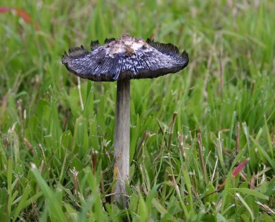 mushroom_IMG_9668b.JPG