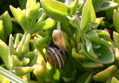 snails_Img_9794.jpg