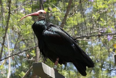 Wild Animal Park, San Diego