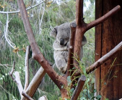 San Diego Zoo