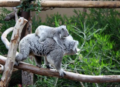 San Diego Zoo