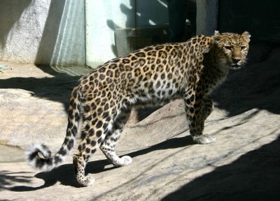 Leopard, Living Desert Zoo