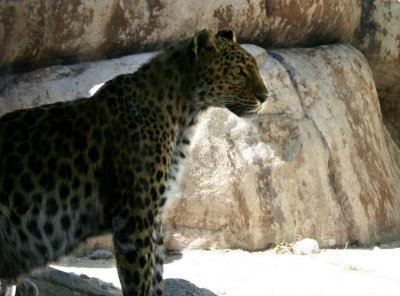 Leopard, Living Desert Zoo