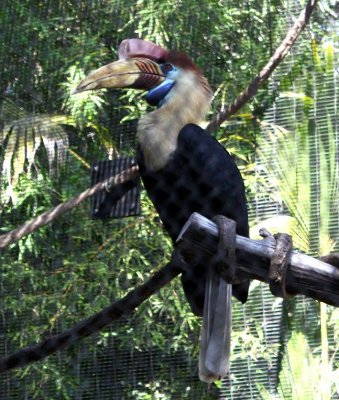 Wild Animal Park, San Diego