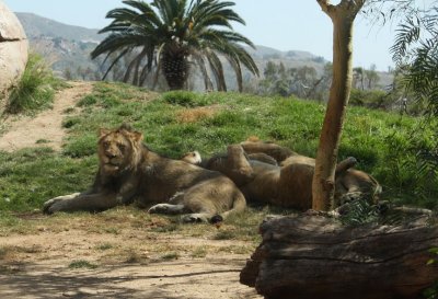 Wild Animal Park, San Diego