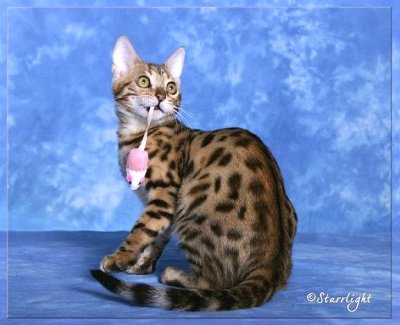 Koppiekatz Tiger Lily (Bengal)