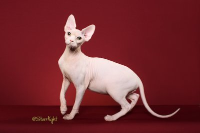 Wizardgate Mystic PolarBare (Sphynx)