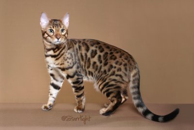 Wildgold Adonis (Bengal)