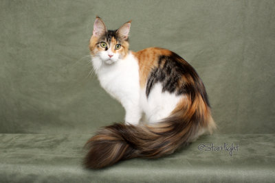 McDenzinger Aberdeen (Maine Coon)