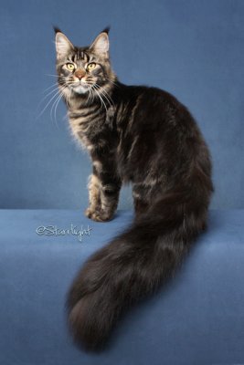 Windwalker Kiara (Maine Coon)