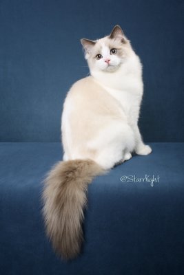 Furreal Baylie Blue of RubyRidgeRags (Ragdoll)