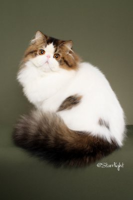 Purrden Me Stardust D'Oro (Persian)