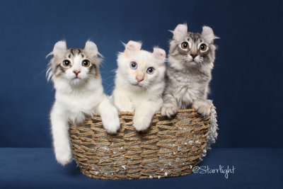 Preciouscurl Kittens (American Curl)