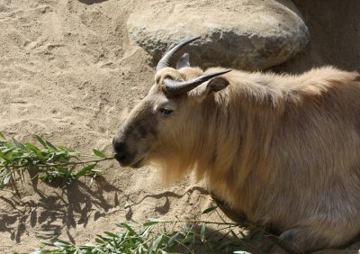 San Diego Zoo, Oct 2009