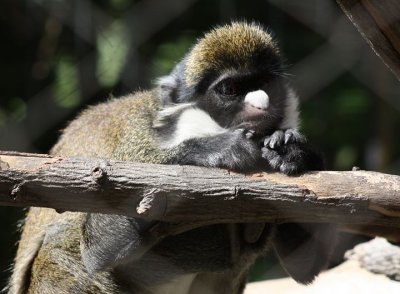 San Diego Zoo, Oct 2009