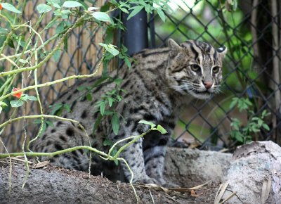 San Diego Zoo, Oct 2009